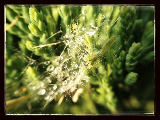 Webbed dew (Photo: CKirgiss)